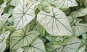 Caladium Angel Wings