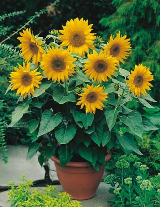 Sunflower Dwarf Sensation – Bigga Trees