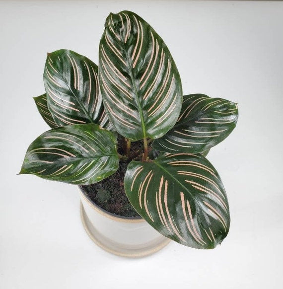 Calathea Pin Stripe – Bigga Trees