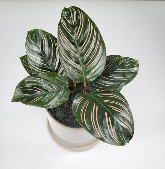 Calathea Pin Stripe