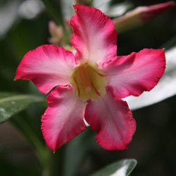 Desert Rose - Adenium Obesum Small