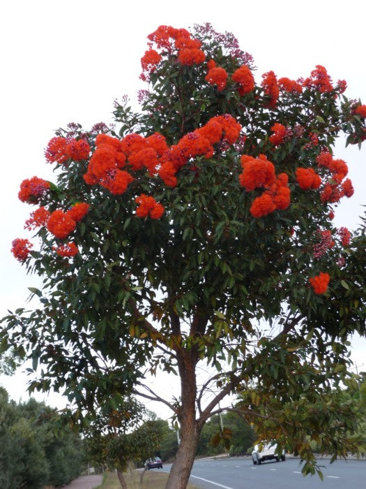 Corymbia Ficifolia 140mm