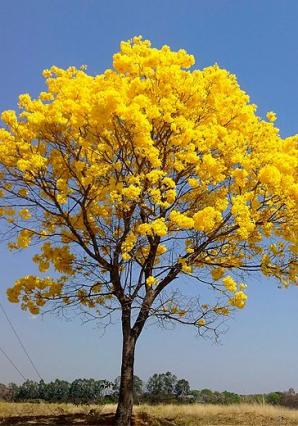 Tababuia Chrysantha 30lt