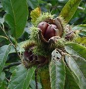 Chestnut Prolific 50lt