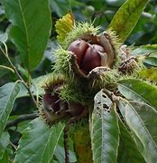 Chestnut Prolific 50lt