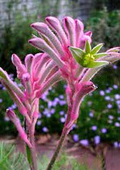 Kangaroo Paw Bush Pearl 140mm