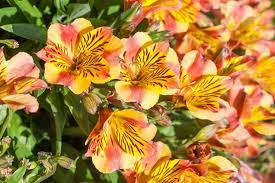 Alstroemeria Princess Diana 3lt