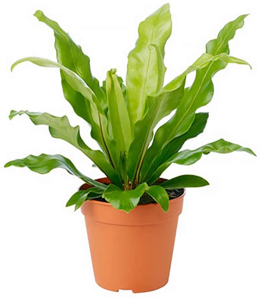 Bird Nest Fern