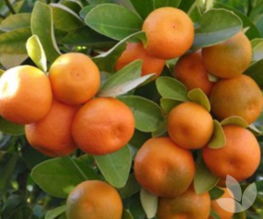 Calamondin