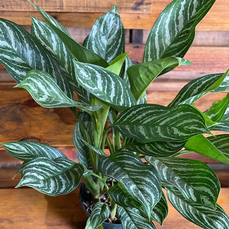 Aglaonema