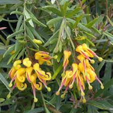 Grevillea Goldrush