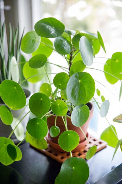 Peperomia Pilea