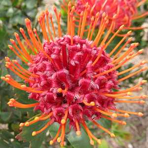 Leucospermum Scarlet Ribbon