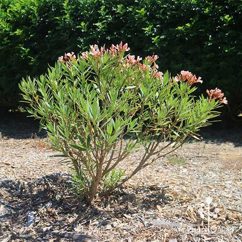 Nerium Oleander Dwarf Apricot 14cm