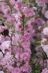 Flowering Almond Double Pink 50lt