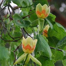 Tulip Tree 20cm