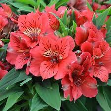 Alstroemeria Princess Kate 3lt