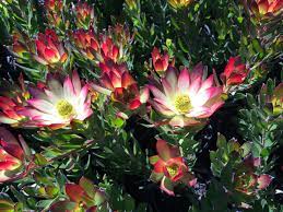 Leucadendron Harvest 140mm