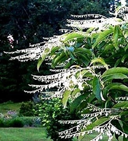 Lily Of The Valley
