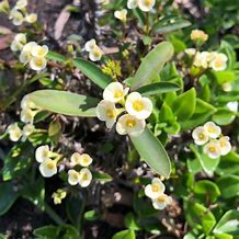 Euphorbia Milli Dwarf Cream