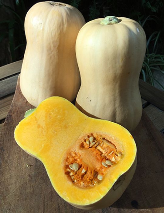 Pumpkin Butternut