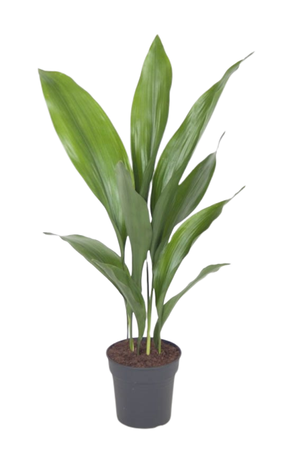 Aspidistra