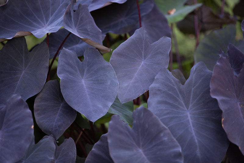 Colocasia Black Magic