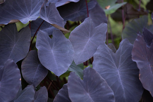 Colocasia Black Magic