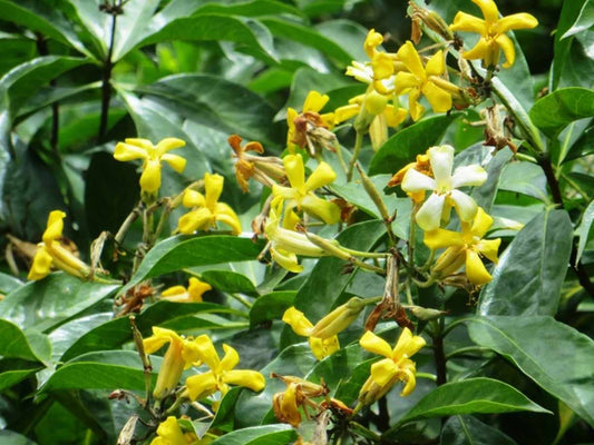 Australian Frangipani