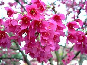 Prunus Cherry Campanulata 30lt