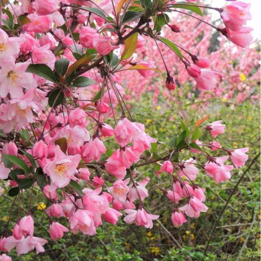 Plena Spectabilis 30lt