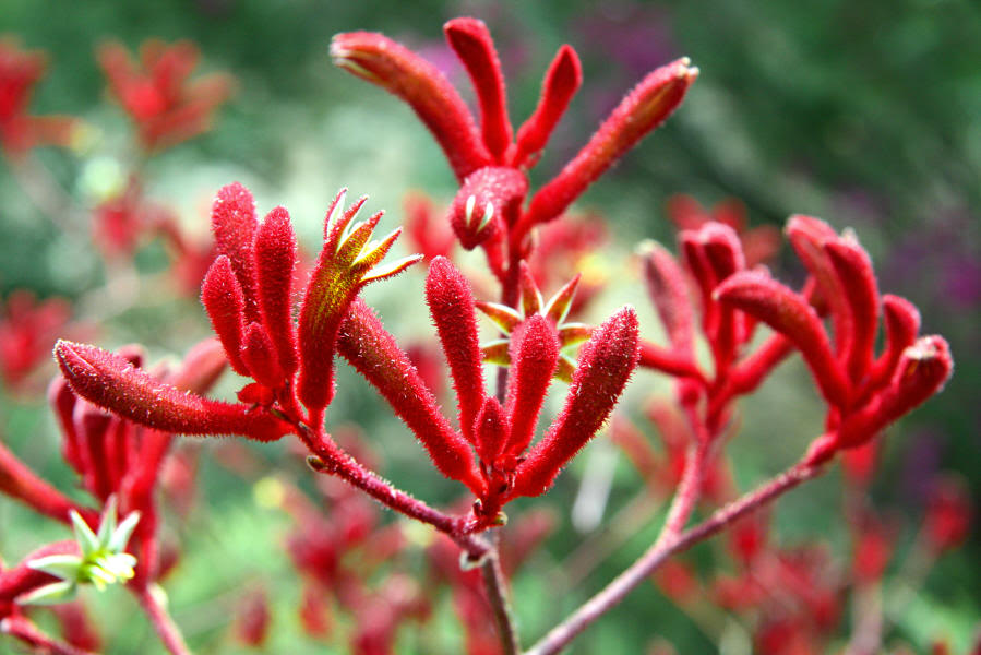 Kangaroo Paw Bush Ballad