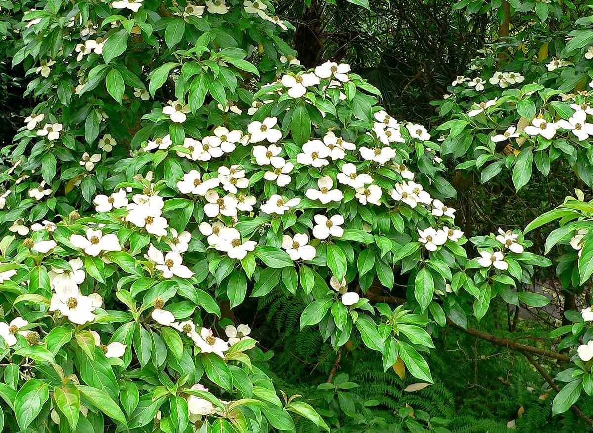 Himalayan 30lt – Bigga Trees