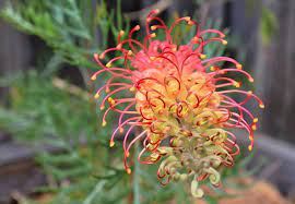 Grevillea Superb