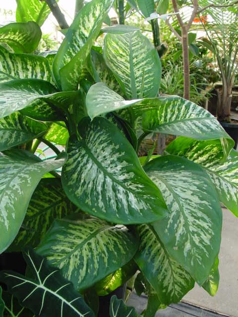 Dieffenbachia Species Dumb Cane