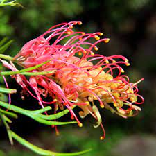 Grevillea Loopy Lou 5lt