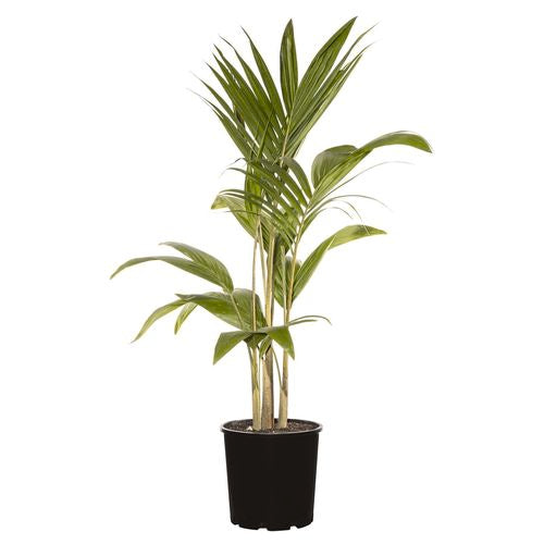 Bangalow Palm 5lt