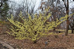 Hamamelis Sunburst 18lt