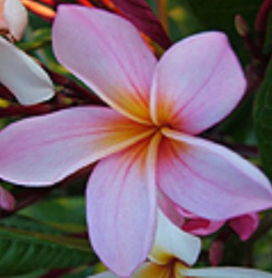 Darwin Streaky Pink