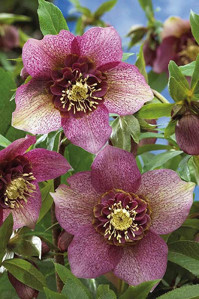 Hellebore Tutu