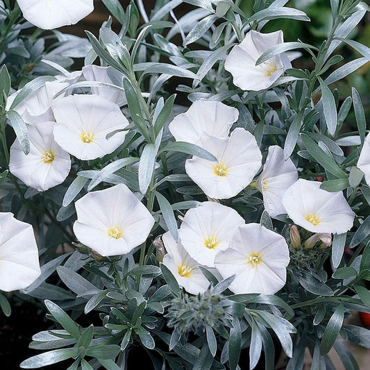 Convolvulus Cneorum 140mm