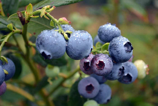 Blueberry Kisses 2lt