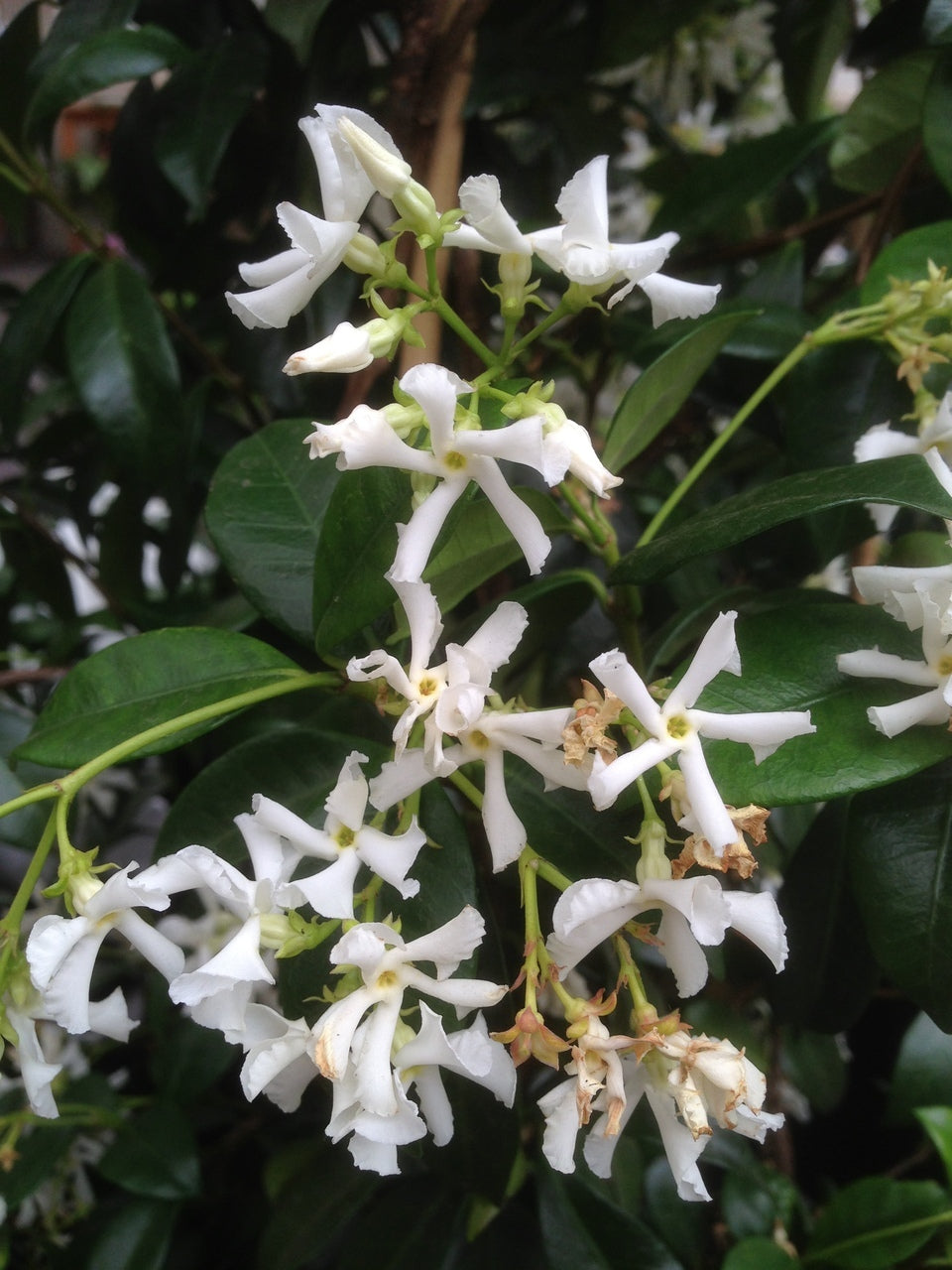 Trachelospermum Jasminoides Chinese Star Jasmine 1lt
