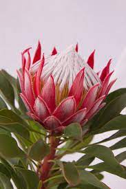 Protea Little Prince 140mm