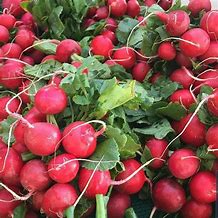 Radish Scarlet Globe