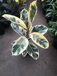 Ficus Tineke