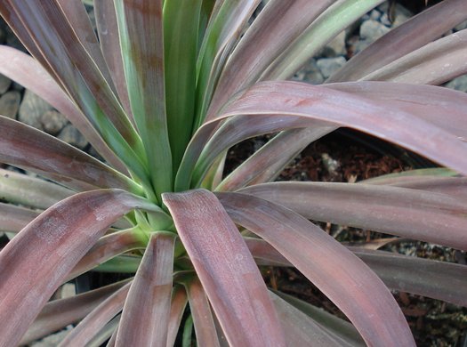 Yucca Desmetiana Small