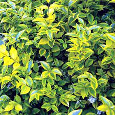 Golden Privet 200mm