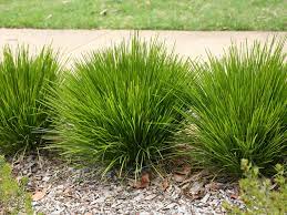 Lomandra Lime Tuff