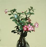 Desert Rose - Double Adenium Large